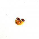 orecchini d'oro